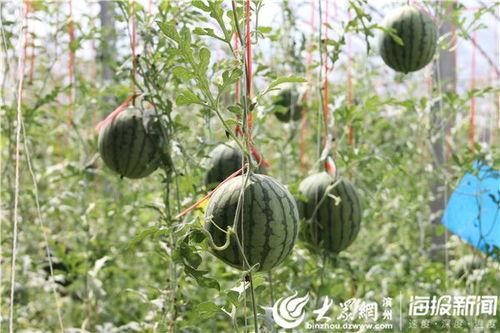 51吃瓜最新官网,揭秘娱乐圈最新热点，带你畅游八卦海洋