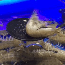 皮皮虾吃瓜网,揭秘娱乐圈幕后真相，带你领略明星生活百态