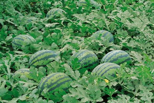 湘潭网红吃瓜群微信号是多少,微信号背后的神秘世界”