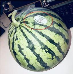 河北吃瓜网红,揭秘网络红人的幕后生活