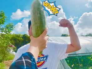 网红雅典娜菲律宾吃瓜,一场别开生面的吃瓜盛宴